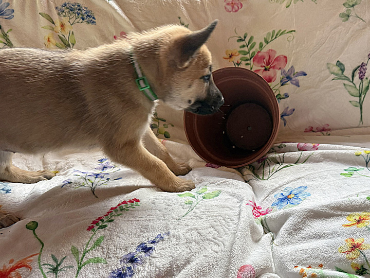 chinook puppy